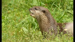 la loutre dEurope en Brière [upl. by Braeunig]