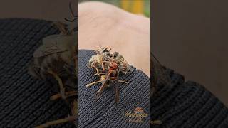 Giant Hornet vs Bees War bees wasp hornet warzone insects shorts viralshorts shortsfeed [upl. by Nottnerb]