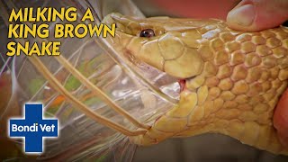 King Brown Snake Bites And Injects Himself With Venom  Bondi Vet [upl. by Esch]