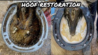 Farrier shoeing a horse Hoof Restoration  ASMR oddlysatisfying [upl. by Eikciv]