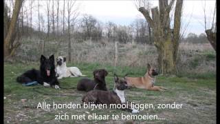 Training Hondenschool Aloysa Klarenbeek 22042015 [upl. by Leahcimed]