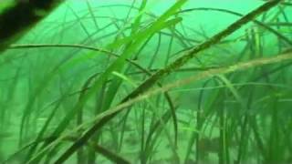 Eelgrass Oceancast [upl. by Hakkeber985]