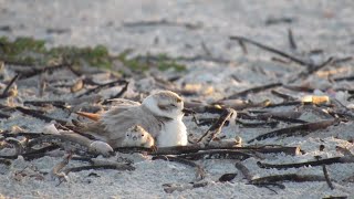 No shorebirds fledge on Sanibel after beach renourishment [upl. by Repsac300]