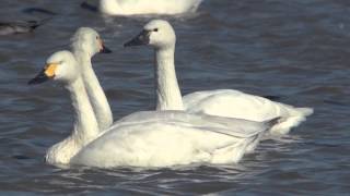 野鳥撮影・ アメリカコハクチョウ Whistling swan [upl. by Trilly]