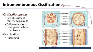 MSK Skeletal System Basics  Bone Formation [upl. by Eerhs]