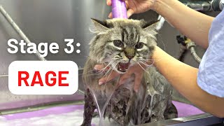 5 inevitable stages of bathing a cat [upl. by Alake]