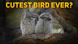 Tawny Frogmouth Chick leaves nest CUTEST bird in the world [upl. by Linker]