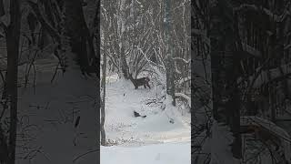 Roe Deer spotted in Norrtälje Sweden after snow [upl. by Eigna]