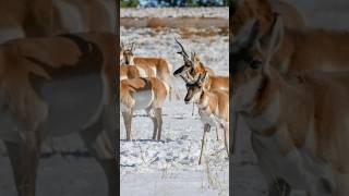 100 Pronghorn Hit By Vehicles in Snowstorm [upl. by Mahau]