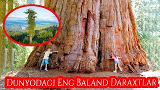 TOP 10 Dunyodagi Eng Baland Daraxtlar  Mendosino Paradoks Rokfeller Lauralin Giperion [upl. by Yrreiht]