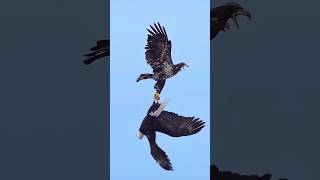 eagles attack beautifulanimals beautiful eagle nature eagle wildlife 2eagleattackforyou [upl. by Analli61]