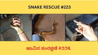 SNAKE RESCUE 223 [upl. by Iatnohs]