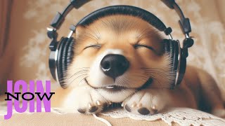 247 Dog Calming Music💖🐶Separation Anxiety Relief 🦮🎵 Relaxing Music For Your Meditation⭐ [upl. by Mikahs606]