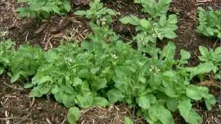 Lady Beetles for Aphid Control [upl. by Akoek]