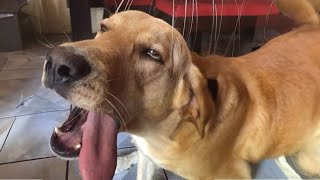 Funny DOGS and CATS videos 2024 🤣🐶 Best Funniest Animal Videos [upl. by Zosi]