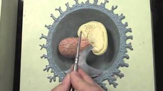 Early stages of human embryo modelmov [upl. by Hausner]