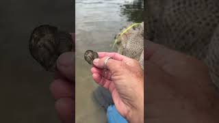 Clams amp oysters living their best symbiotic life crustacean clamming clam oyster research [upl. by Aloel]