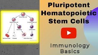 Pluripotent hematopoietic stem cells  Stem Cells  Genesis Academy [upl. by Kcirddehs]