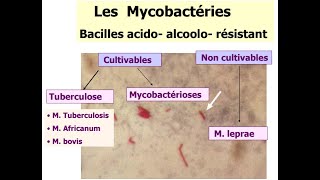 Bacteriologie  Les Mycobacteries FMPC [upl. by Anabel608]