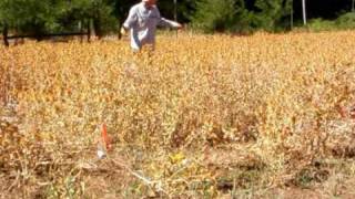 Dryland Safflower in California Foothill Rangelands [upl. by Annat]