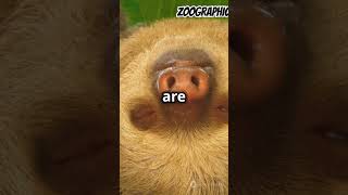 Sloths Are Dumb sloth sloths [upl. by Heiskell]