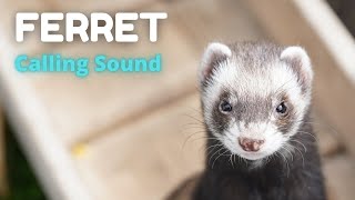 Ferret Calling Sound [upl. by Attolrahc]