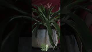 Soothing Guzmania Lingulata ASMR Drift Away with Natures Gentle Touches for Deep Relaxation [upl. by Penhall]