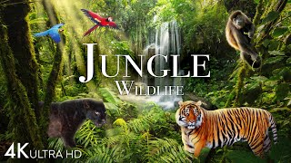 Jungle Wildlife In 4K  Animals That Call The Jungle Home  Rainforest  Scenic Relaxation Film [upl. by Ibbob]