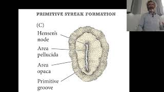 BCSaAnteroPosterior Patterning in vertebrates II [upl. by Ained]