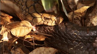 Giant Snake Eater eating king cobra Cannibalism in King Cobras [upl. by Rizas392]