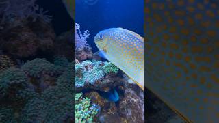 Customer’s 180 gallon reef update 🪸 reef aquarium service reefaquarium rabbitfish shorts [upl. by Thordia]