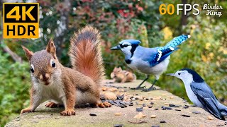 Cat TV for Cats to Watch 😺 Unlimited Birds Chipmunks Squirrels 🐿 8 Hours 4K HDR 60FPS [upl. by Berke]