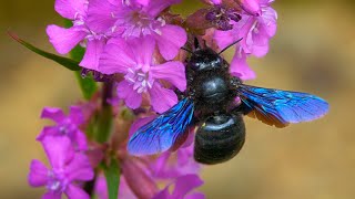 A Gentle Giant in Your Garden  Violet Carpenter Bee Xylocopa violacea [upl. by Edmunda]