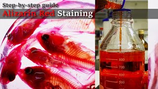 01R Bleaching to Staining Alizarin Red Staining Stepbystep guide 2023 1130 01 RedA [upl. by Carlson]