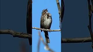 Sounds of Spring  Songbirds Spotted Towhee Song Sparrow Pacific Wren [upl. by Ferrel251]