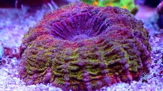 Lets talk Corals  Meat Corals Acanthophyllia Cynarina Indophyllia [upl. by Hays]