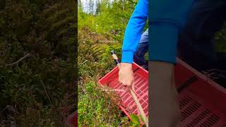 My special tools for picking berries harvesting cranberry lingonberry berryfarm fruit [upl. by Hennahane311]