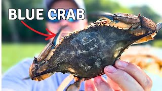 I Went Crabbing  Catch and Cook [upl. by Xel]