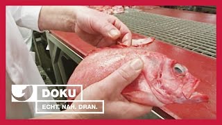 So kommt der Fisch auf den Teller  Experience  Die Reportage  kabel eins Doku [upl. by O'Kelly]