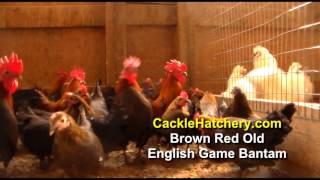 Brown Red Old English Game Bantam Chicken Breed Breeder Flock  Cackle Hatchery [upl. by Erin]