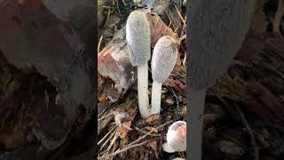 Гнойовик пухнастий  Coprinopsis lagopus   санітар лісу ліс гриби nature [upl. by Atekram]