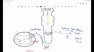 Pain Modulation  Gate Control Theory of Pain  Urdu  Hindi [upl. by Haisej]