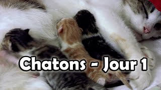 Les chatons sont nés Premier Jour de vie après naissance 1er chaton en train de téter Bébé chat [upl. by Raimund]