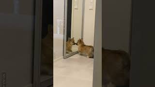 Corgi Finds A New Friend In The Mirror 😂 [upl. by Friedland]