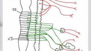 Autonomic Nervous System Anatomy Introductionpptx [upl. by Dnomaj165]