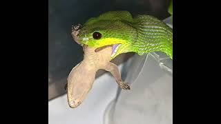 Trimeresurus insularis Snake Popping Out the Venomous Blade [upl. by Yremogtnom]