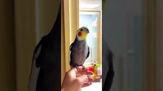 Adorable Cockatiels Cute Singing Moments 😍 cockatielscraze [upl. by Esirrehc]