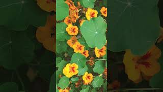 🌹¹⁶☆•²⁰ Nasturtium Tropaeolum majus in Nasturtium Family Tropaeolaceae [upl. by Nessie]