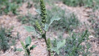 REDROOT PIGWEED Amaranthus retroflexus [upl. by Tabbi]