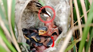 Something happened to the throat of the baby Zitting cisticola bird birdswithme107 [upl. by Imeaj]